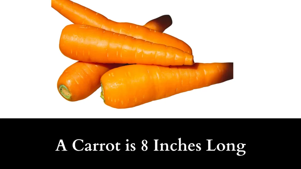 A Carrot is 8 Inches Long