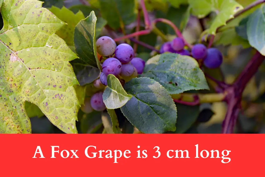 A Fox Grape is 3 cm long