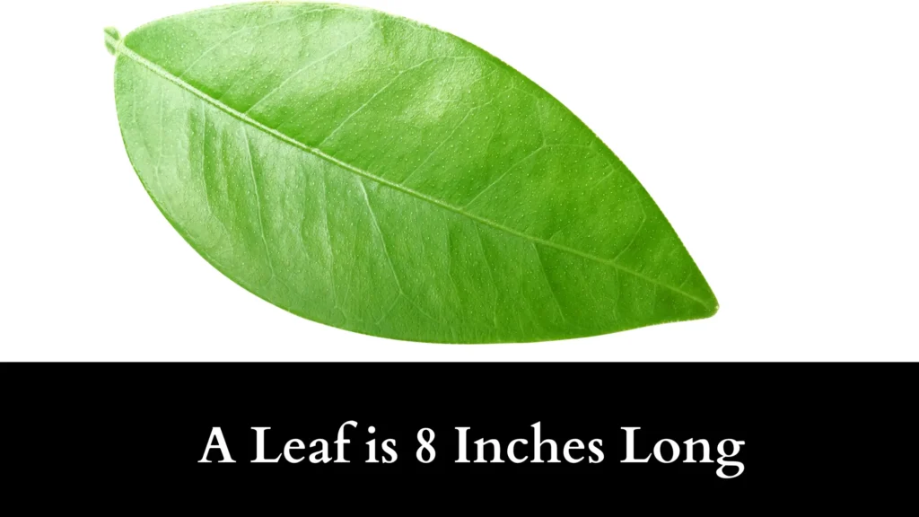 A Leaf is 8 Inches Long