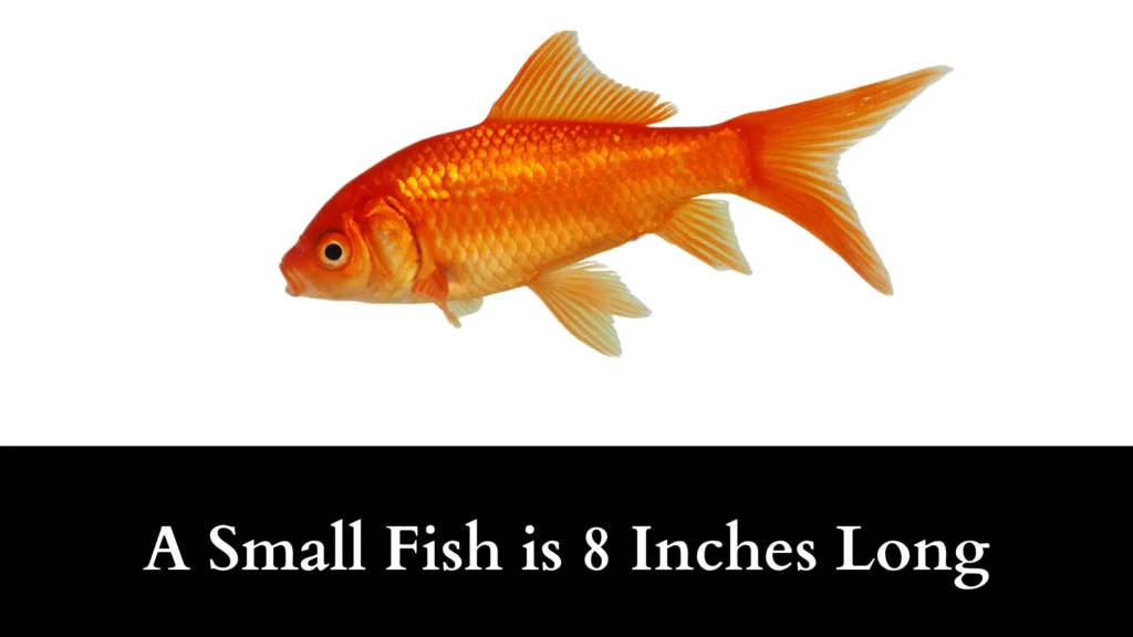 A Small Fish is 8 Inches Long