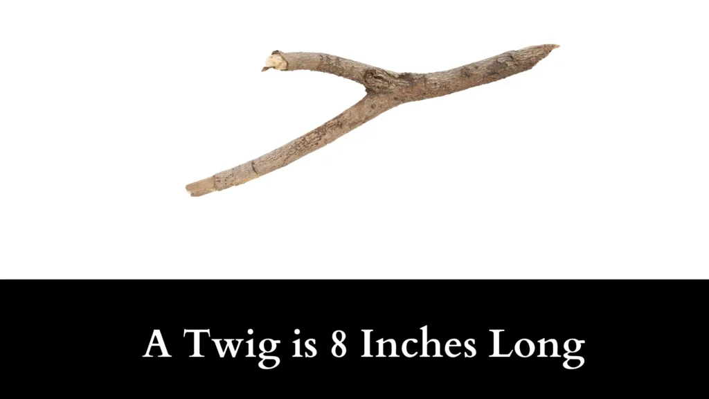 A Twig is 8 Inches Long