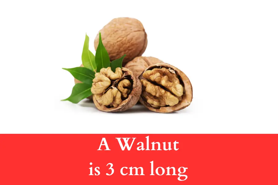 A Walnut is 3 cm long