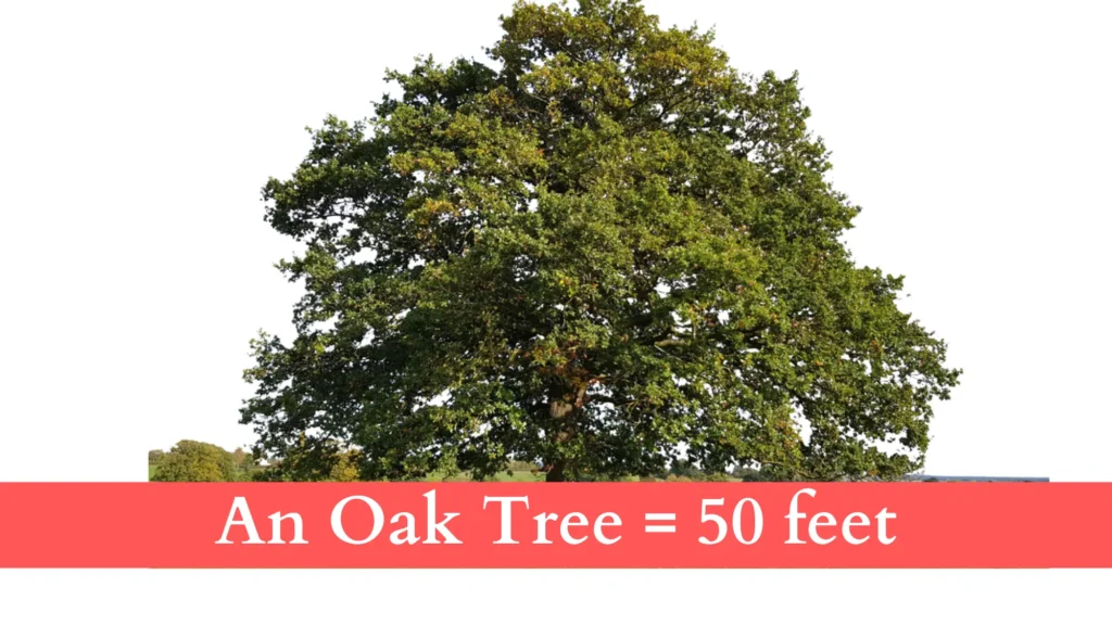 An Oak Tree is 50 feet