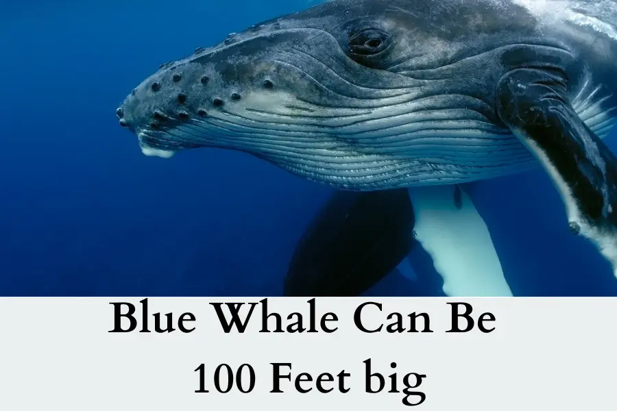 Blue Whale Can Be 100 Feet big