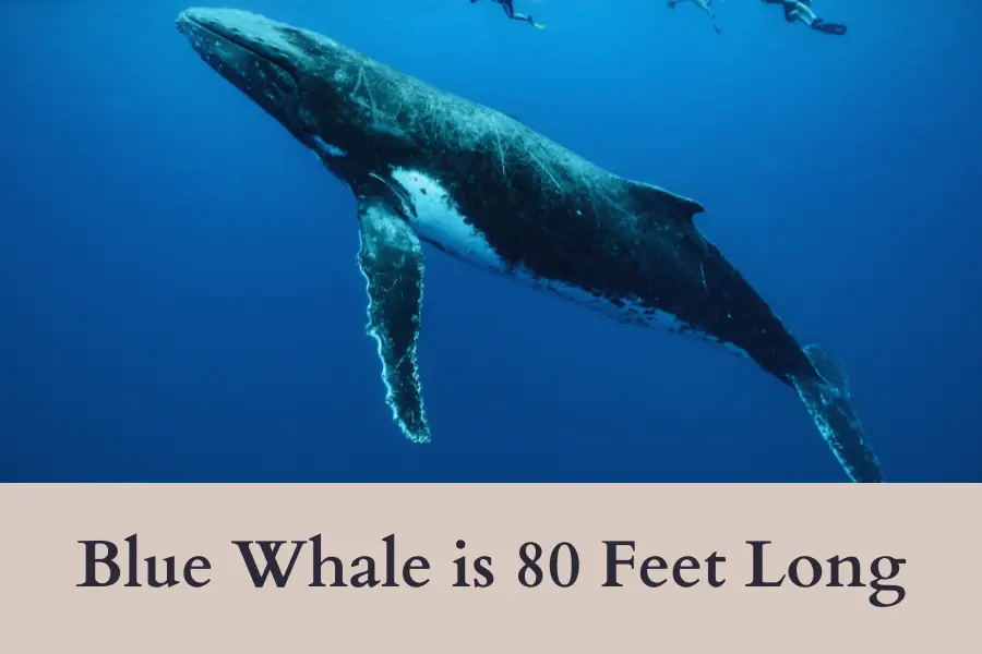 Blue whale: Things That Are 80 Feet Long