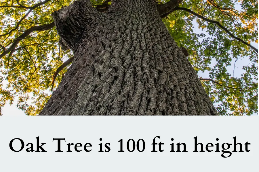 Oak Tree is 100 ft in height