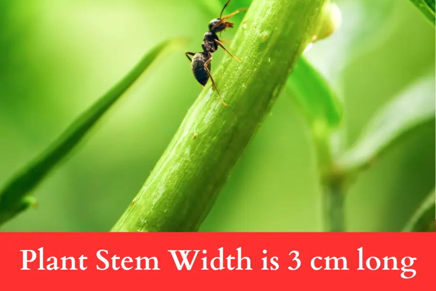 Plant Stem Width is 3 cm long