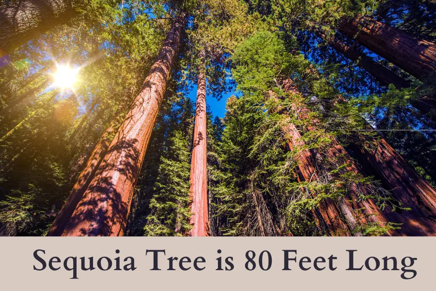 Sequoia Tree is 80 Feet Long