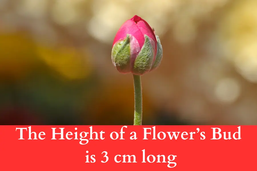 The Height of a Flower’s Bud is 3 cm long