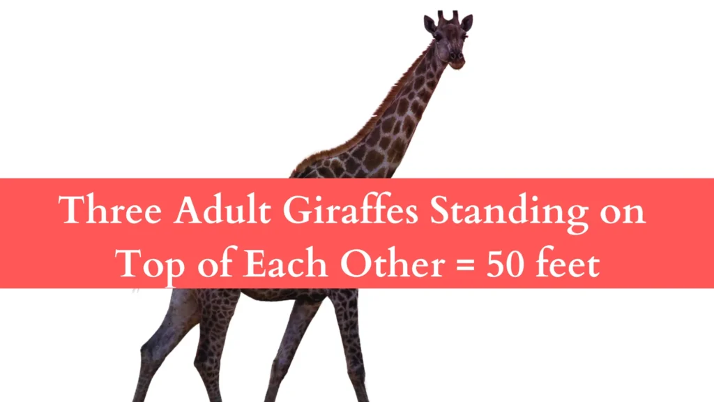 Three Adult Giraffes Standing on Top of Each Other 50 feet