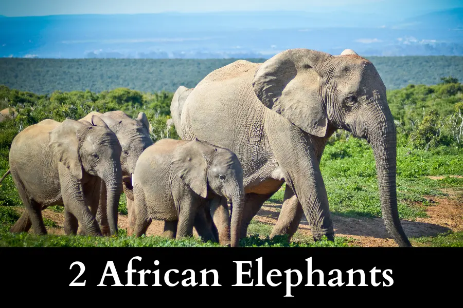 2 African Elephants is 25 Feet Long or Big