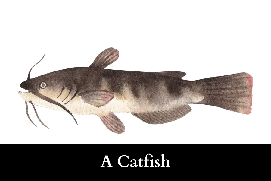 A Catfish Is 20 cm long