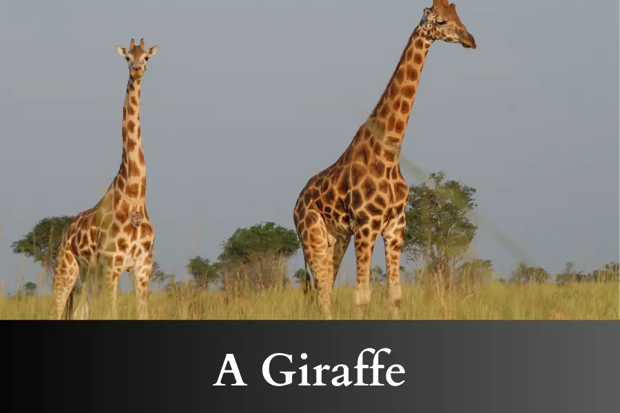 A Giraffe is 5 meters long or big