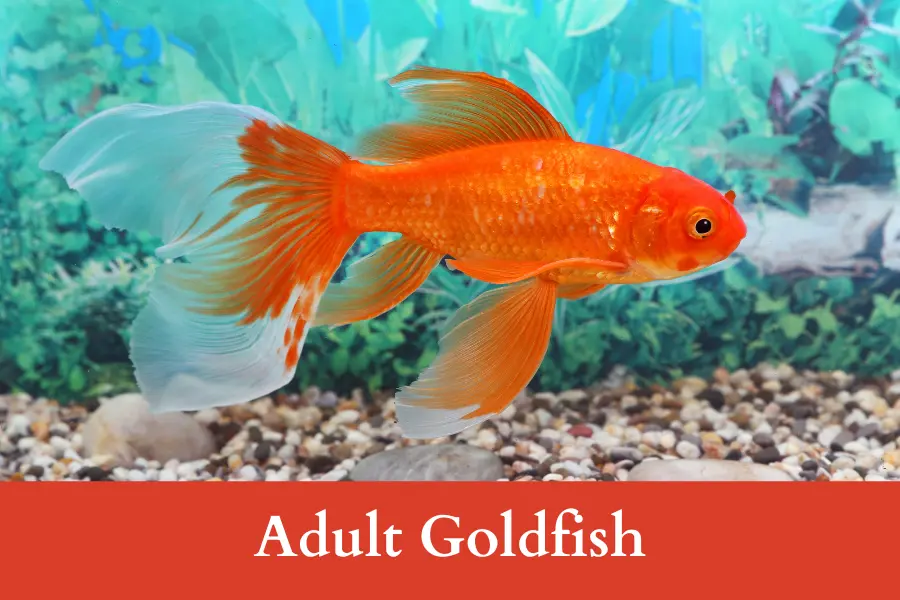 Adult Goldfish is 4 inches long