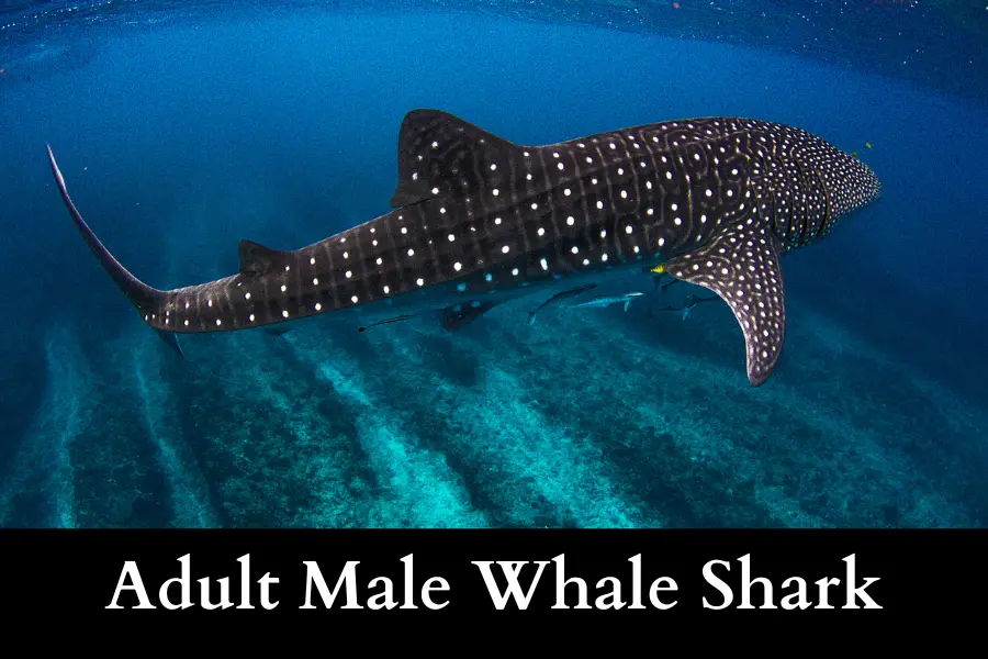 Adult Male Whale Shark is 10 Meters Long