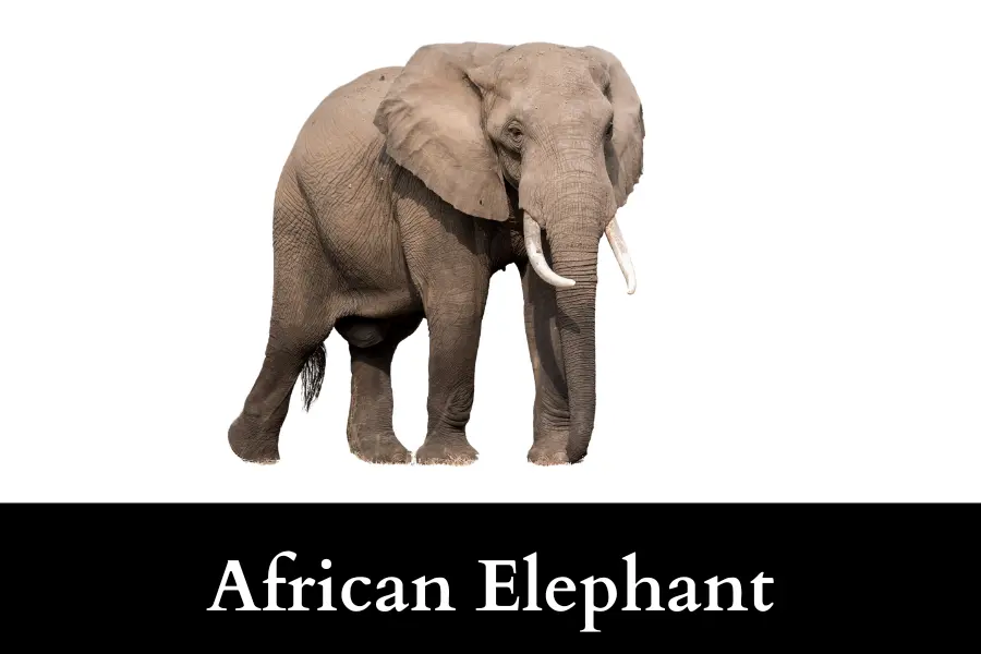 African Elephant is 10 Feet Long