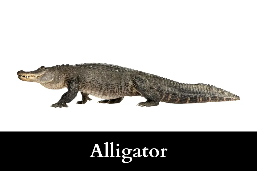 Alligator is 10 Feet Long