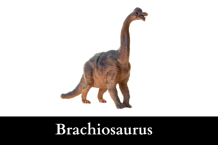 Brachiosaurus is 43 feet long