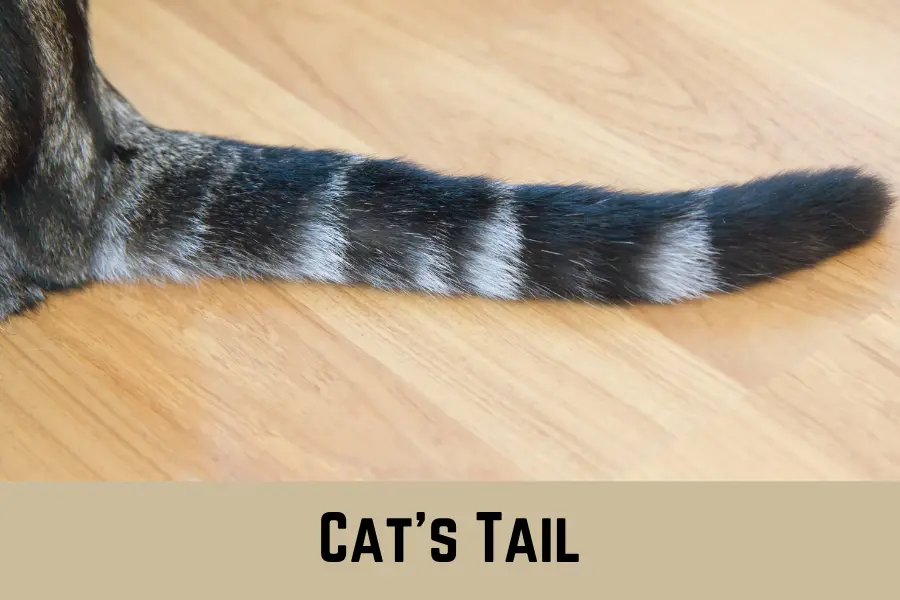 Cat’s Tail