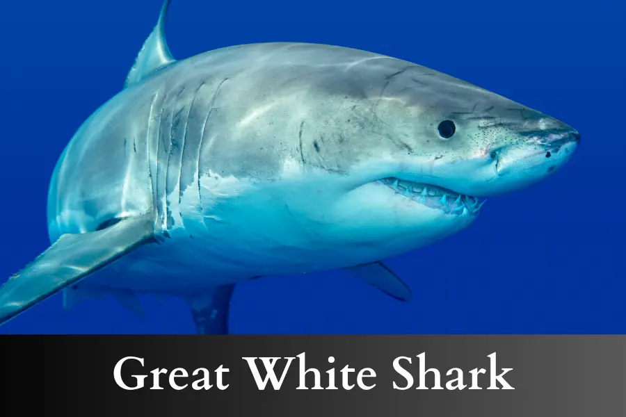 Great White Shark is 5 meters long or big