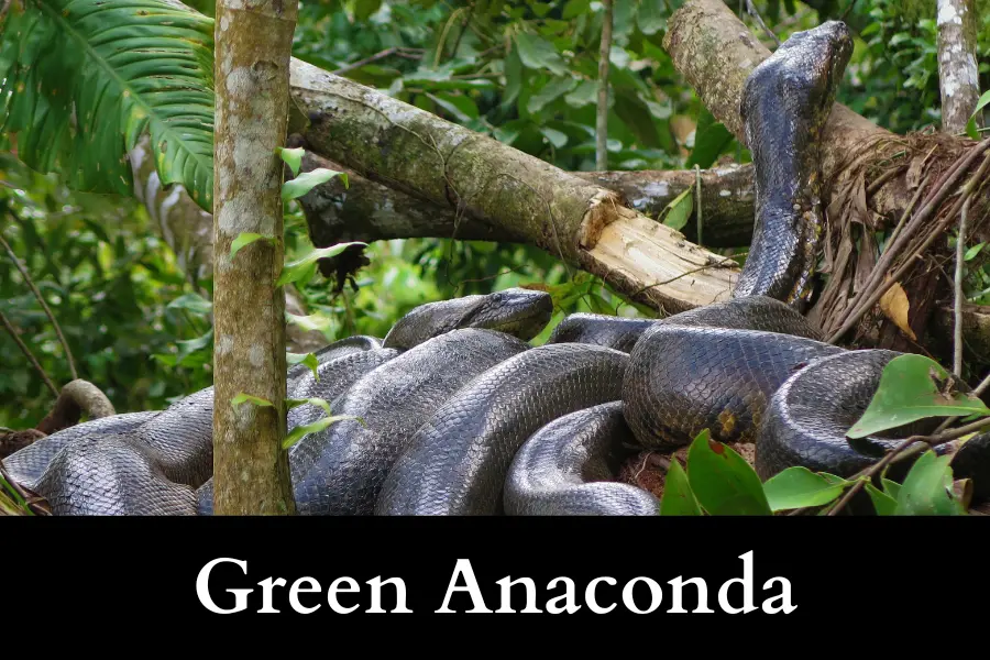 Green Anaconda is 25 Feet Long or Big