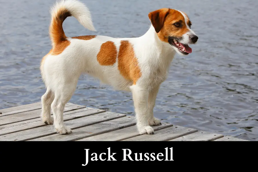 Jack Russell is 50 cm Long or Big