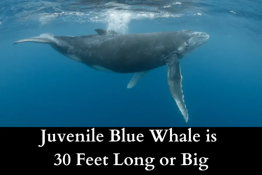 Juvenile Blue Whales Are 30 Feet Long or Big