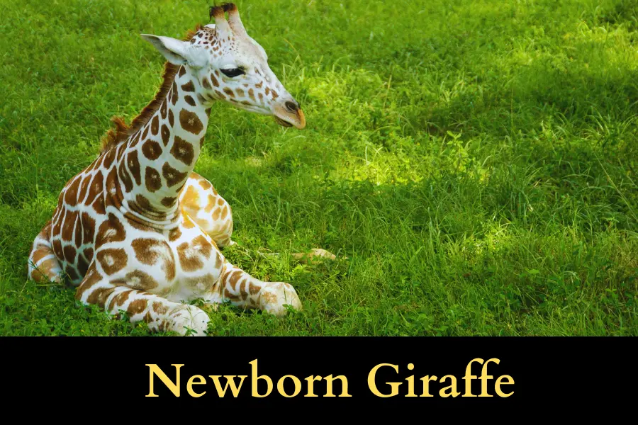 Newborn Giraffe is 6 Feet long or tall