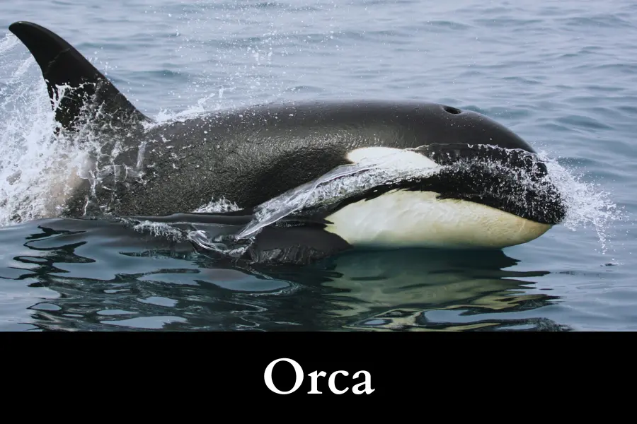 Orca is 25 Feet Long or Big