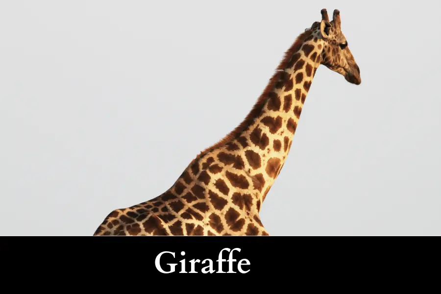 Over Twice the Height of an Adult Giraffe is 43 feet long