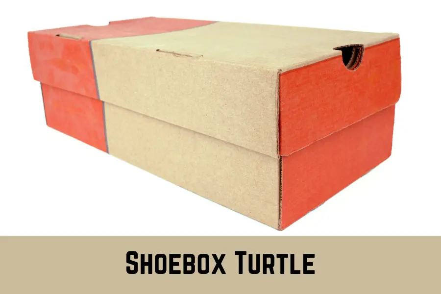 Shoebox Turtle