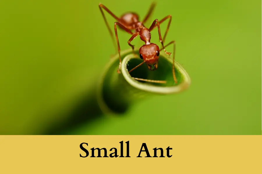 Small Ant is 2 mm thick