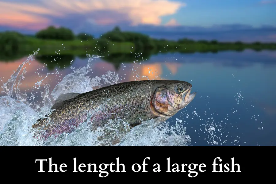 The length of a large fish is 50 cm Long or Big