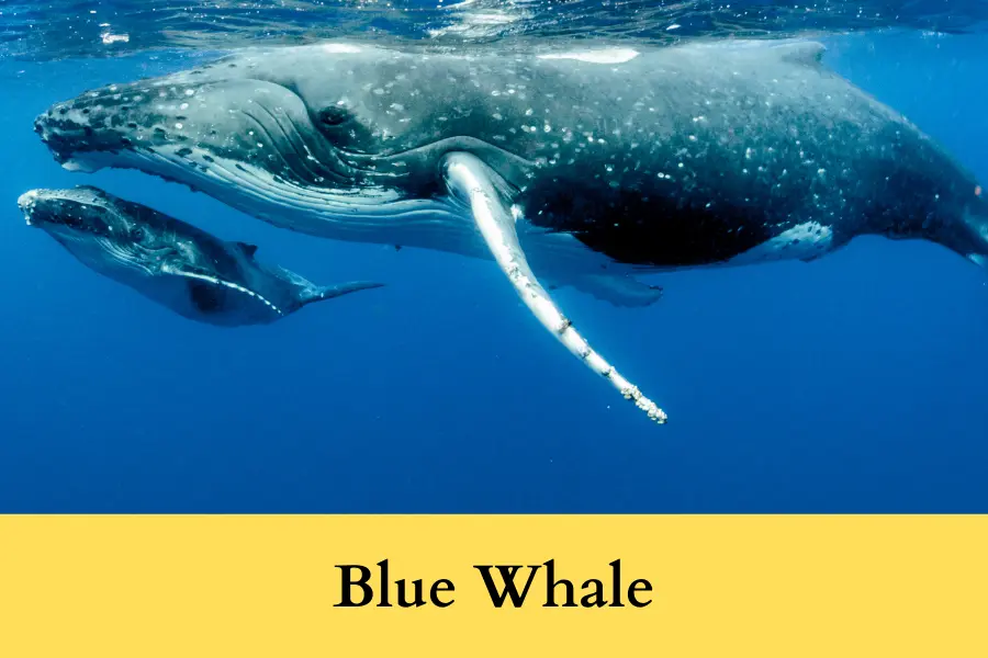 5 blue whales is 500 Feet big or tall