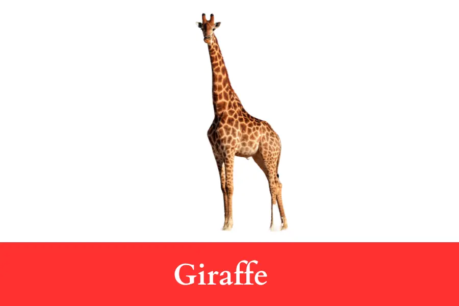 900 Times as Tall as a Giraffe Is 5 km