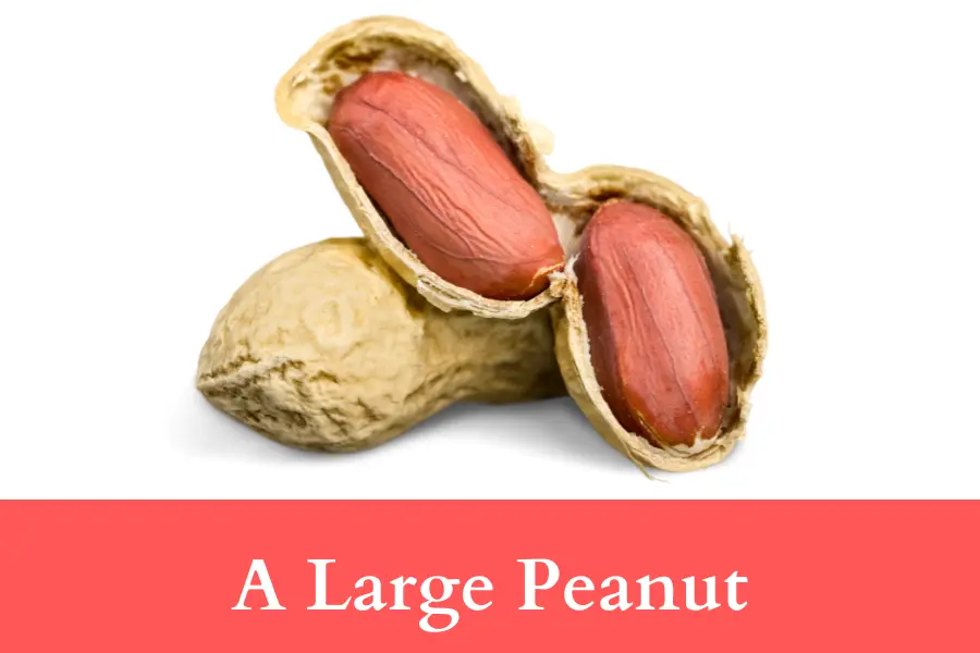 A Large Peanut is 2 centimeters long