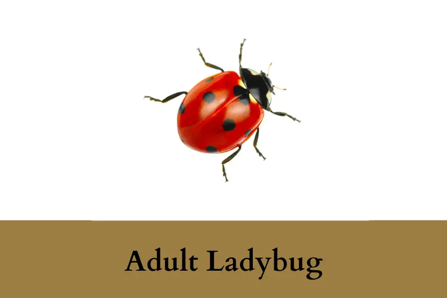 Adult Ladybug Is One Inch