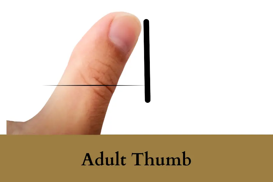 Adult Thumb tip to first joint Is One Inch in length