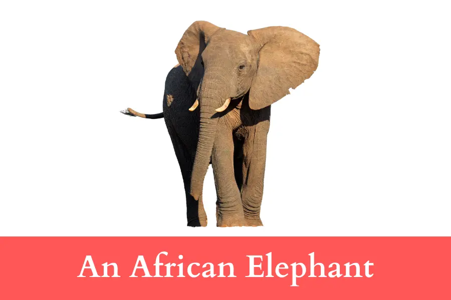 An African Elephant is 400 centimeters long