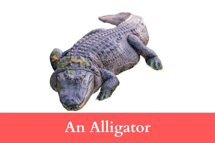 An Alligator is 400 centimeters long