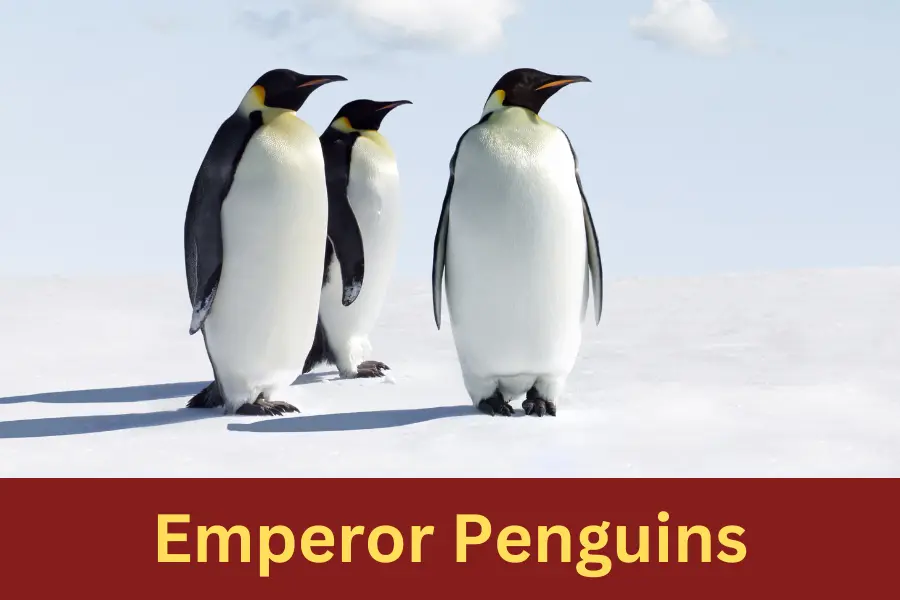 Emperor Penguin is 3 feet big