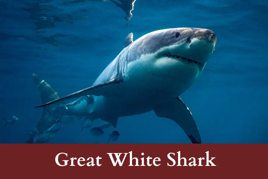 Great White Shark is 7 meters long