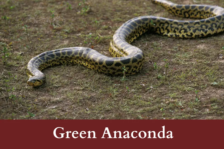 Green Anaconda is 7 meters long