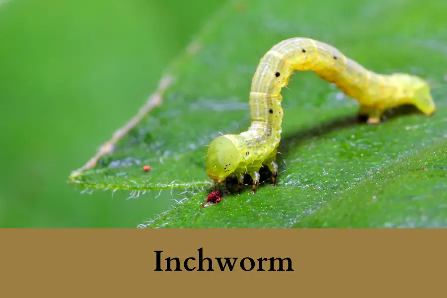 Inchworm Is One Inch long