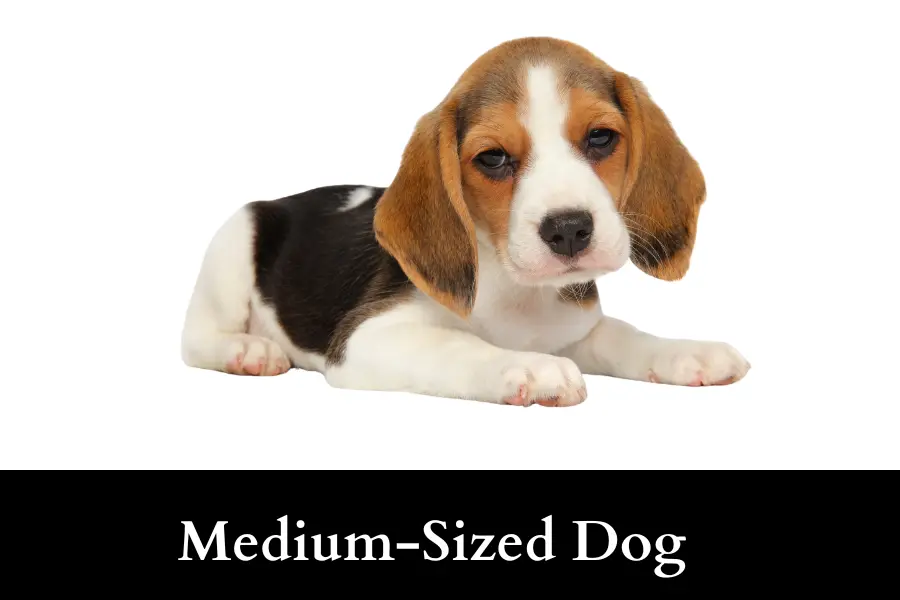 Medium-Sized Dog Is Half a Meter long