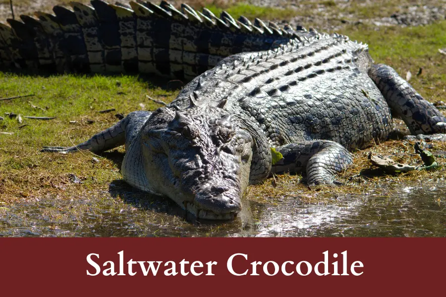 Saltwater Crocodile is 7 meters long