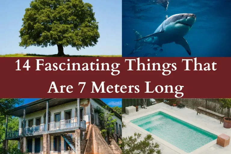 Things That Are 7 Meters Long, Big, or Tall