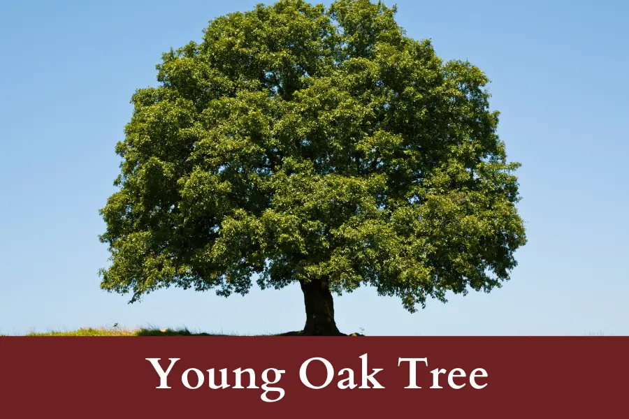 Young Oak Tree is 7 meters long