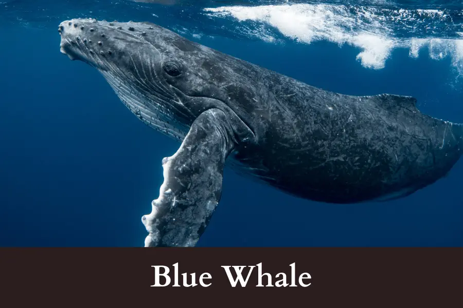 Blue Whale is 100 Feet big