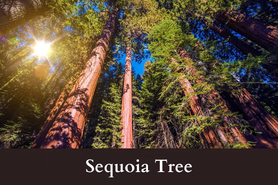 Sequoia Tree is 100 Feet big